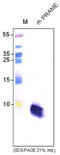 Preferentially Expressed Antigen In Melanoma antibody, AP60005PU-N, Origene, Western Blot image 