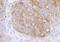 Centrosomin antibody, A302-003A, Bethyl Labs, Immunohistochemistry paraffin image 