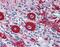Vascular Endothelial Zinc Finger 1 antibody, NBP1-80115, Novus Biologicals, Immunohistochemistry paraffin image 