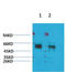 Potassium Voltage-Gated Channel Modifier Subfamily V Member 2 antibody, STJ97596, St John