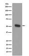 Tryptophan Hydroxylase 1 antibody, M01626, Boster Biological Technology, Western Blot image 