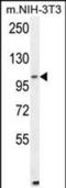 Aldehyde Dehydrogenase 1 Family Member L2 antibody, PA5-48161, Invitrogen Antibodies, Western Blot image 