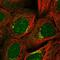 Zinc Finger Protein 461 antibody, HPA021139, Atlas Antibodies, Immunocytochemistry image 