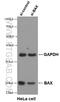 BAX antibody, 50599-2-Ig, Proteintech Group, Western Blot image 