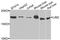 Lens Intrinsic Membrane Protein 2 antibody, A7909, ABclonal Technology, Western Blot image 