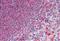 Glutathione Peroxidase 1 antibody, MBS245296, MyBioSource, Immunohistochemistry frozen image 