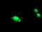 N-Acetylneuraminic Acid Phosphatase antibody, TA504579, Origene, Immunofluorescence image 