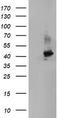 Crystallin Zeta Like 1 antibody, TA504608, Origene, Western Blot image 