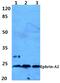 Elf1 antibody, PA5-75215, Invitrogen Antibodies, Western Blot image 