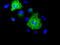 K8 antibody, TA500020, Origene, Immunofluorescence image 