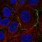 CELR1 antibody, HPA060521, Atlas Antibodies, Immunofluorescence image 