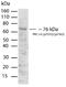 Protein kinase C iota type antibody, 700582, Invitrogen Antibodies, Western Blot image 