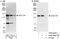 Serine/Threonine Kinase 11 Interacting Protein antibody, A302-464A, Bethyl Labs, Immunoprecipitation image 