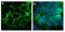 Gap junction alpha-5 protein antibody, 710226, Invitrogen Antibodies, Immunofluorescence image 