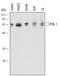 3-Phosphoinositide Dependent Protein Kinase 1 antibody, MAB864, R&D Systems, Western Blot image 