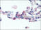 Adhesion G Protein-Coupled Receptor E2 antibody, AP06984PU-N, Origene, Immunohistochemistry frozen image 