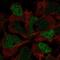 SRY-Box 3 antibody, HPA075003, Atlas Antibodies, Immunocytochemistry image 
