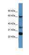 Calnexin antibody, orb331066, Biorbyt, Western Blot image 