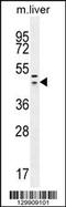 Protein HEXIM1 antibody, 55-958, ProSci, Western Blot image 