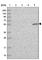 UTP4 Small Subunit Processome Component antibody, HPA041139, Atlas Antibodies, Western Blot image 