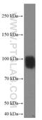 Interferon gamma receptor 1 antibody, 66704-1-Ig, Proteintech Group, Western Blot image 