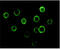 Bruton Tyrosine Kinase antibody, M00245-1, Boster Biological Technology, Immunofluorescence image 
