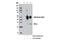 Vesicle Transport Through Interaction With T-SNAREs 1A antibody, 13098S, Cell Signaling Technology, Immunoprecipitation image 