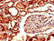 Aldo-Keto Reductase Family 1 Member A1 antibody, CSB-PA001538LA01HU, Cusabio, Immunohistochemistry frozen image 