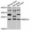 Methyl-CpG Binding Domain Protein 3 Like 1 antibody, LS-C747275, Lifespan Biosciences, Western Blot image 