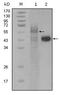 Pro-Apoptotic WT1 Regulator antibody, AM06234SU-N, Origene, Western Blot image 