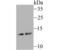 Secretoglobin Family 1A Member 1 antibody, NBP2-75705, Novus Biologicals, Western Blot image 