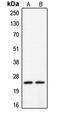 Claudin 2 antibody, MBS820337, MyBioSource, Western Blot image 
