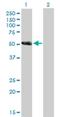 Coiled-Coil Domain Containing 91 antibody, H00055297-B01P, Novus Biologicals, Western Blot image 