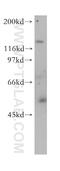 RAB Guanine Nucleotide Exchange Factor 1 antibody, 12735-1-AP, Proteintech Group, Western Blot image 