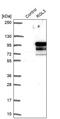 Ral Guanine Nucleotide Dissociation Stimulator Like 3 antibody, PA5-60438, Invitrogen Antibodies, Western Blot image 