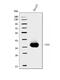 CD20 antibody, A03780-2, Boster Biological Technology, Western Blot image 