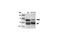 P21 (RAC1) Activated Kinase 1 antibody, 2602P, Cell Signaling Technology, Immunoprecipitation image 