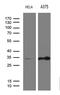 RPA Interacting Protein antibody, M11439, Boster Biological Technology, Western Blot image 