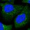 IRP1 antibody, HPA019371, Atlas Antibodies, Immunocytochemistry image 