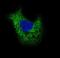 Laminin subunit beta-3 antibody, NBP2-46622, Novus Biologicals, Immunofluorescence image 