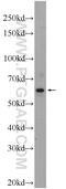 Ganglioside Induced Differentiation Associated Protein 2 antibody, 17246-1-AP, Proteintech Group, Western Blot image 