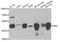 4-Hydroxyphenylpyruvate Dioxygenase antibody, MBS2521865, MyBioSource, Western Blot image 