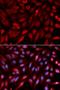 Syndecan Binding Protein antibody, orb167274, Biorbyt, Immunofluorescence image 