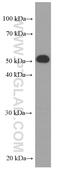 HEP antibody, 66226-1-Ig, Proteintech Group, Western Blot image 