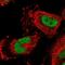Cerebellin 3 Precursor antibody, NBP1-85844, Novus Biologicals, Immunofluorescence image 