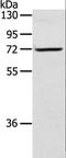 Leukotriene A(4) hydrolase antibody, LS-C401819, Lifespan Biosciences, Western Blot image 