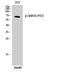 Growth Factor Receptor Bound Protein 10 antibody, A01663Y67, Boster Biological Technology, Western Blot image 