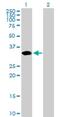 Arginine-Fifty Homeobox antibody, H00503582-B01P, Novus Biologicals, Western Blot image 