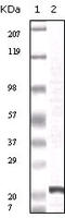 Fibroblast Growth Factor 2 antibody, M00121-1, Boster Biological Technology, Western Blot image 