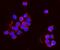 Polyribonucleotide Nucleotidyltransferase 1 antibody, A05460-1, Boster Biological Technology, Immunofluorescence image 